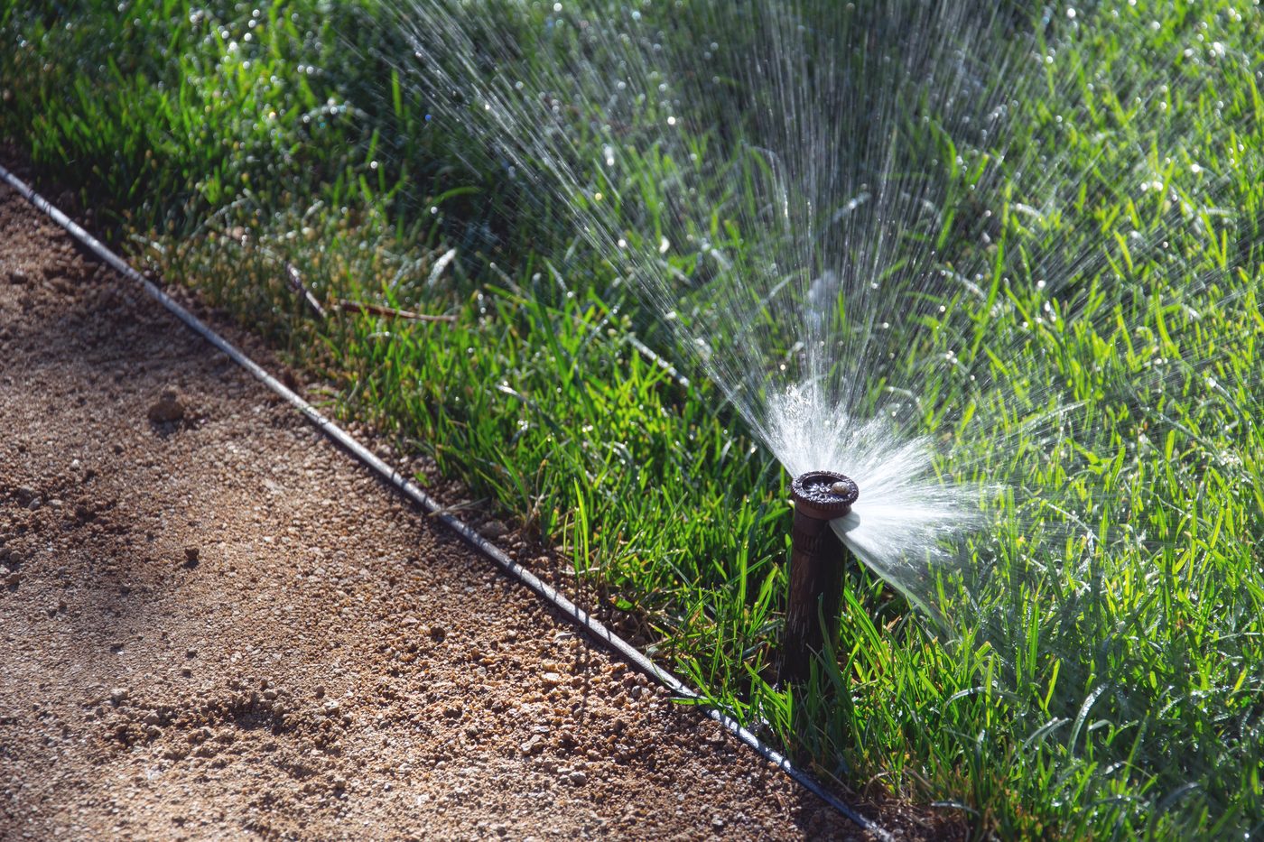 Close-up of a pop-up lawn sprinkler head spraying water over wet grass