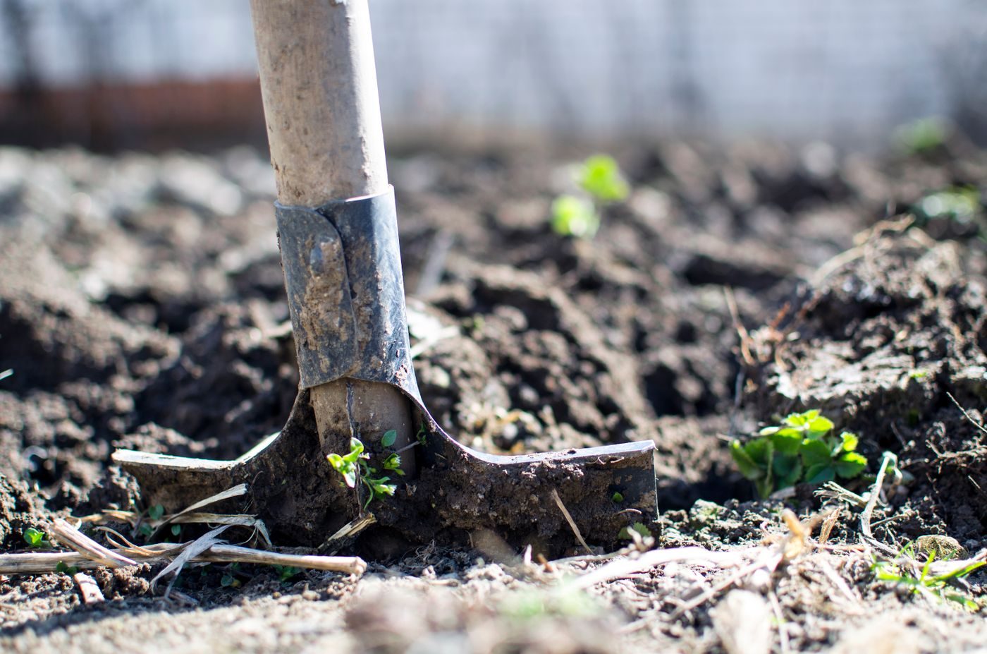 Shovel digging into soil for irrigation line installation or pipe repair