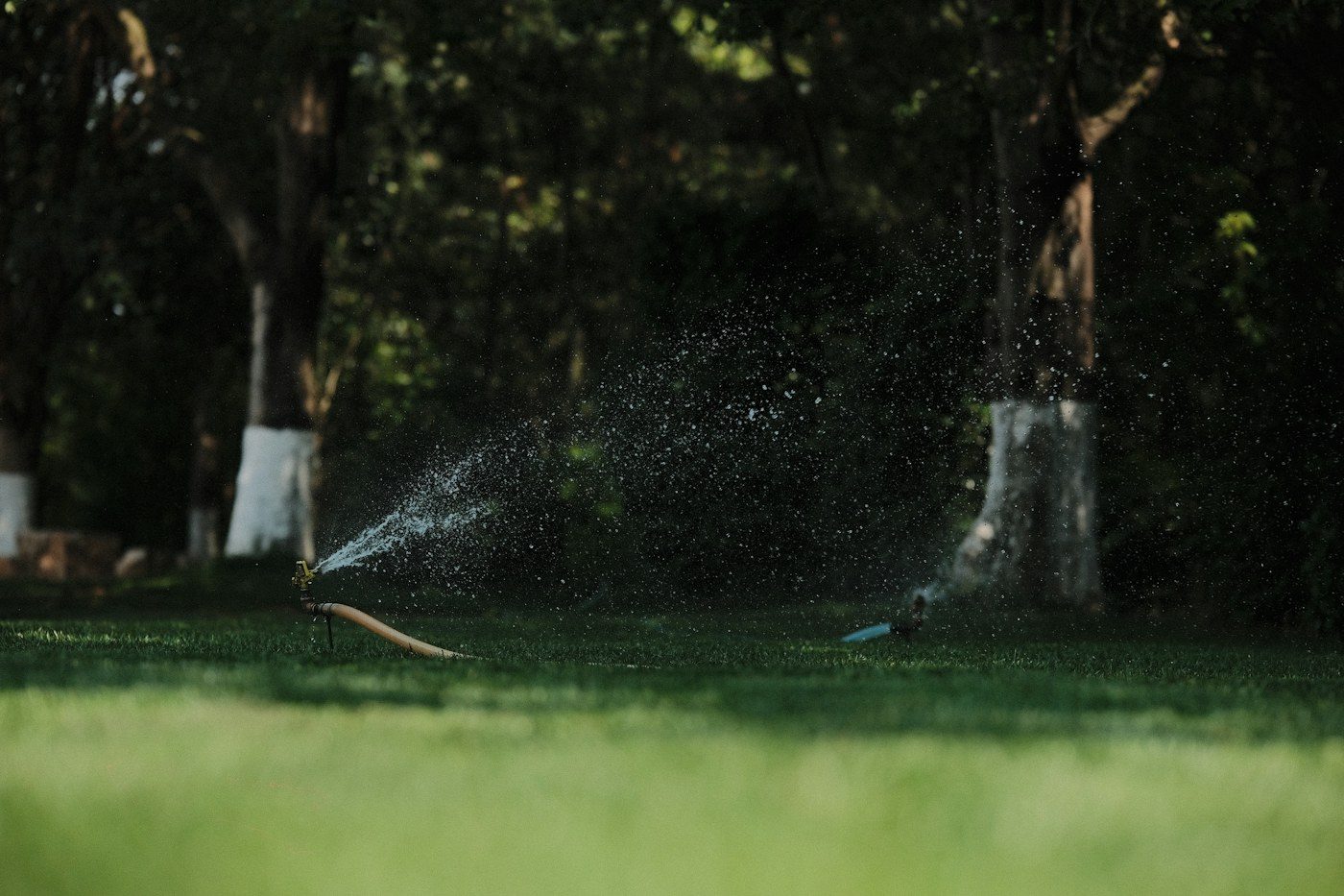 Water spraying across a lawn from an irrigation hose and sprinkler connection